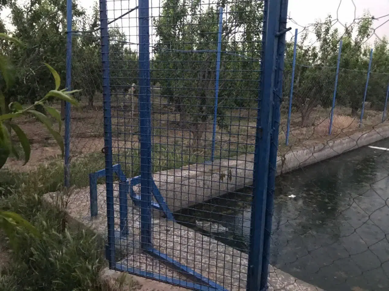باغ و باغچه