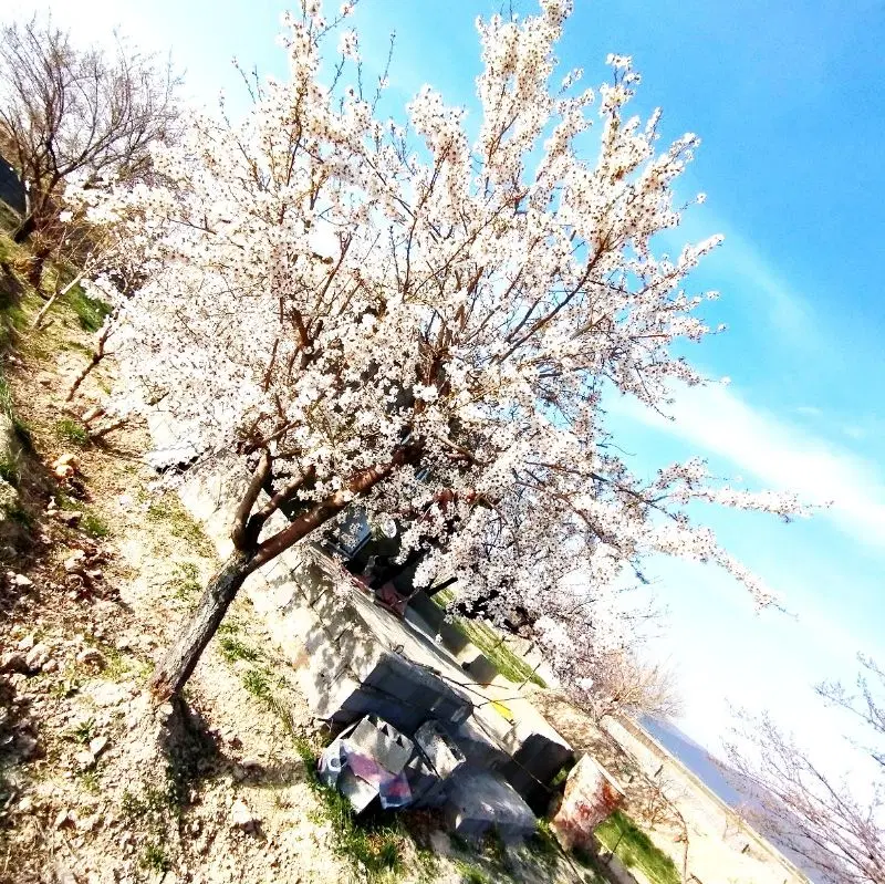 زمین باغی