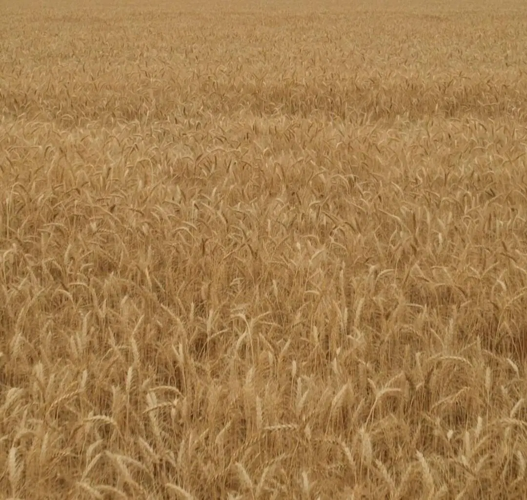 ۳۰ هکتار زمین کشاورزی