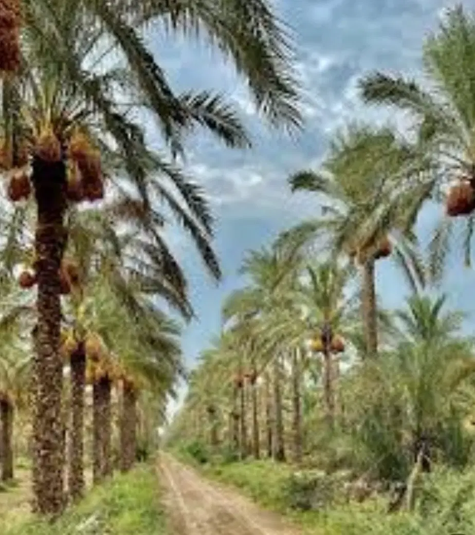 فروش زمین درروستای مغیطیه