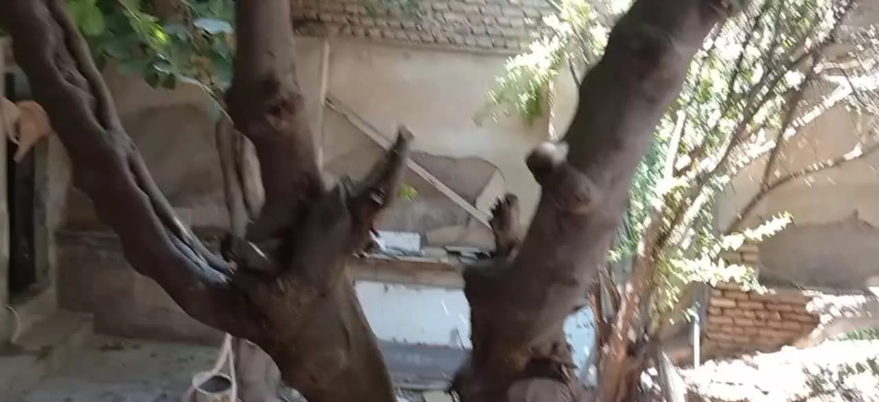 ۳۰۰متر ملک کلنگی