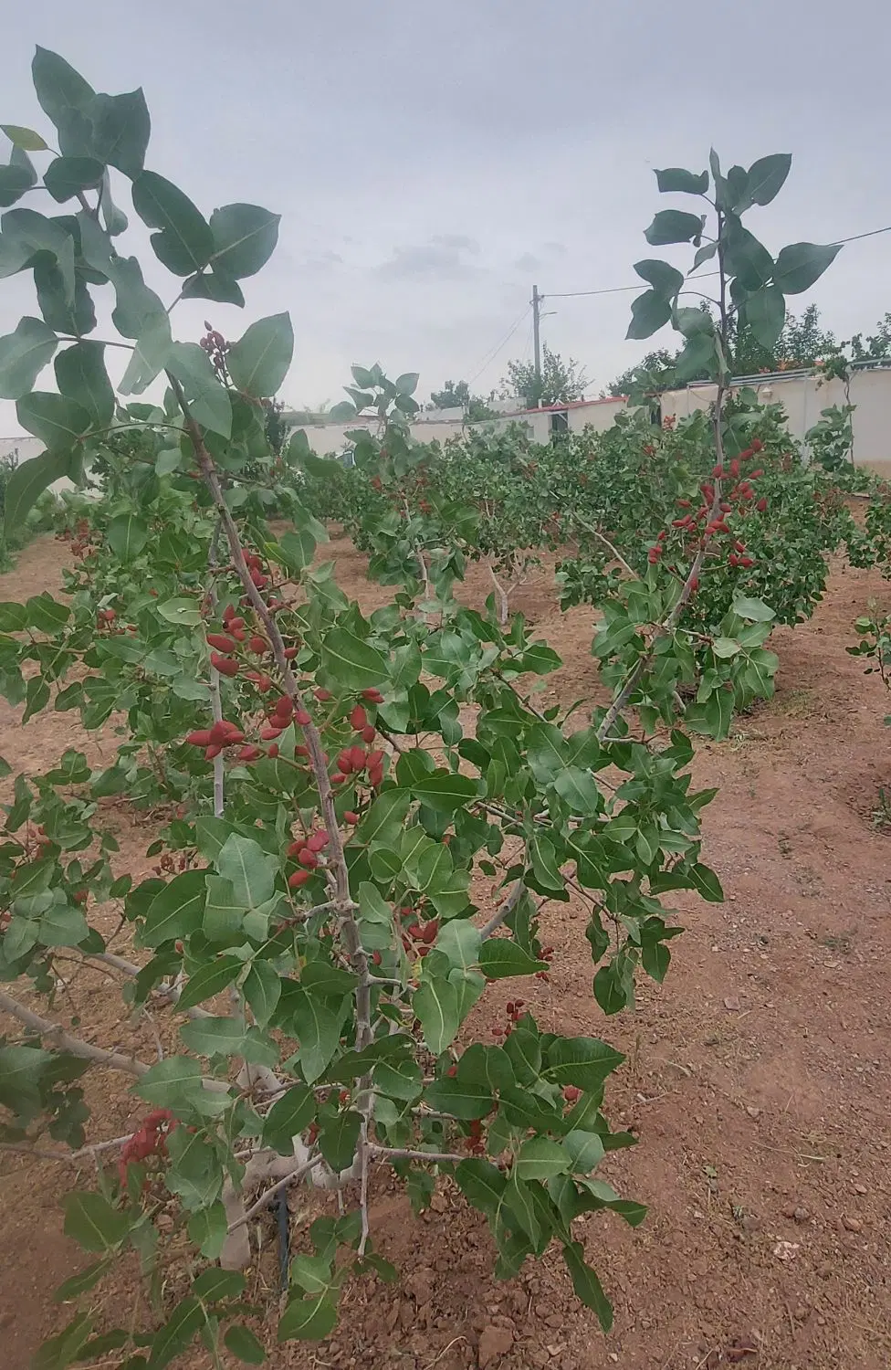 ۵۲۰ متر باغچه سند تگ برگ