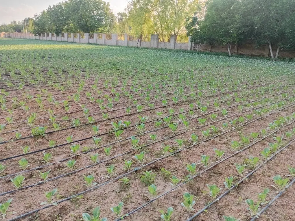 ۵۰۰۰ متر زمین باغی در هشتگرد نزدیک شهر