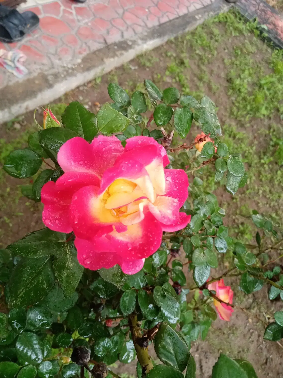 دو  قطعه باغ