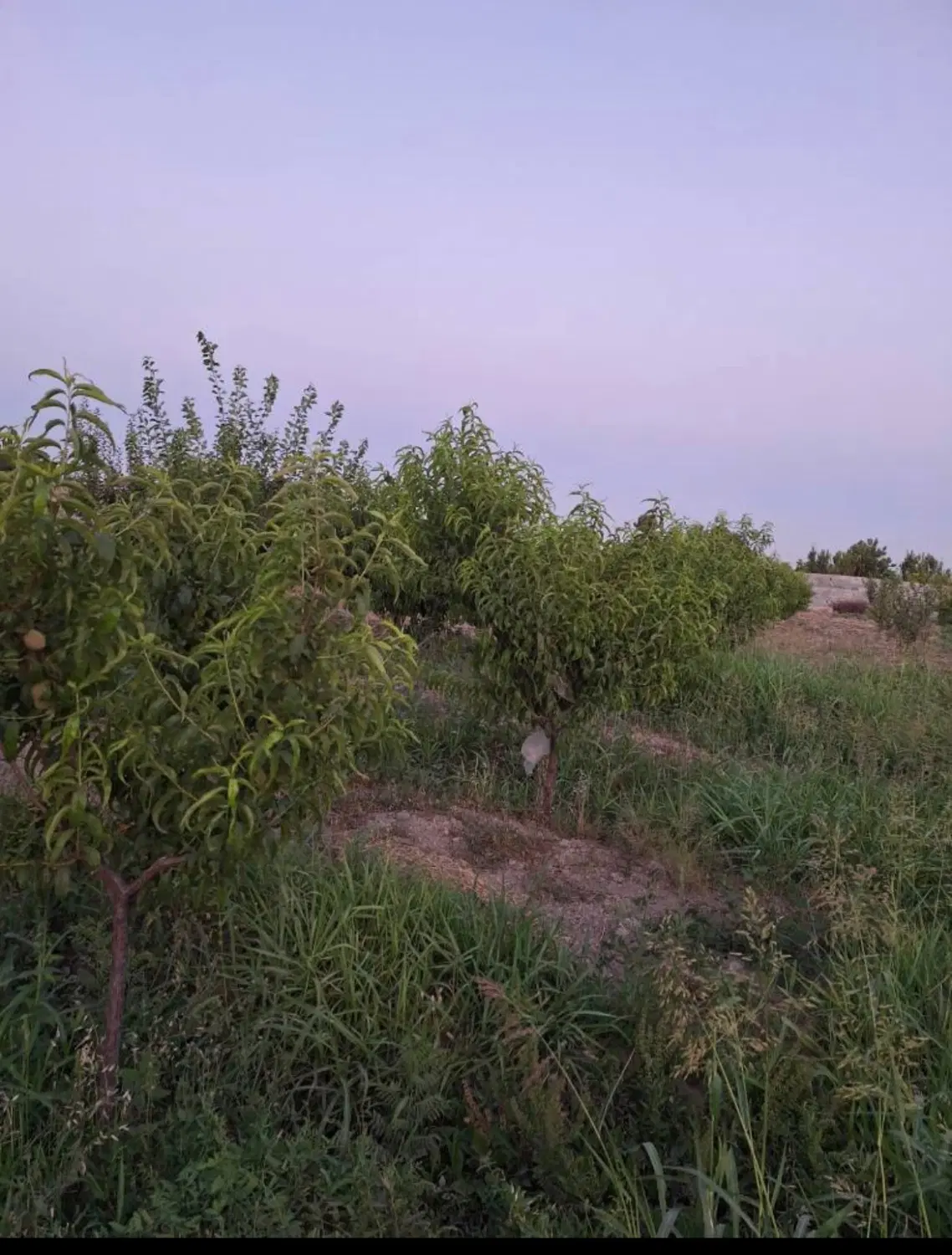 زمین