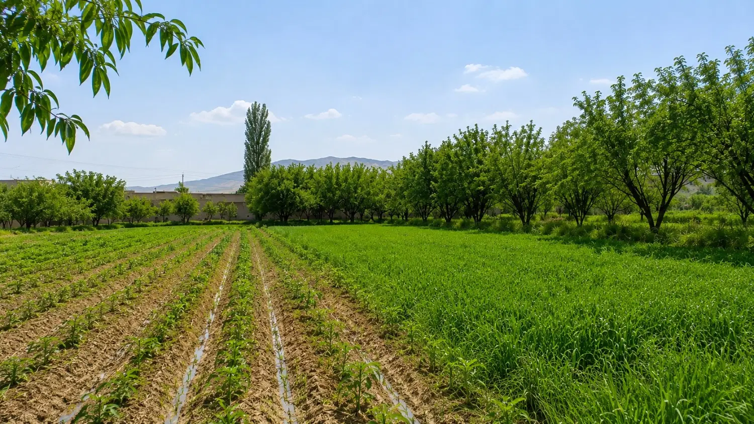 فروش باغ و زمین کشاورزی در روستای سوسنقین