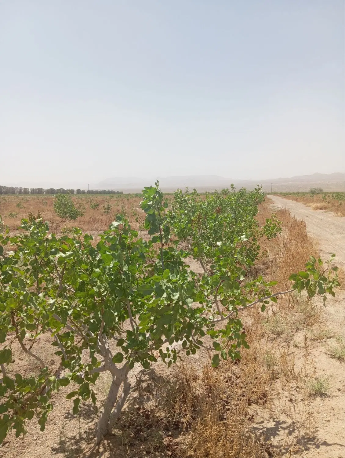 فروش  باغ پسته احمداقایی