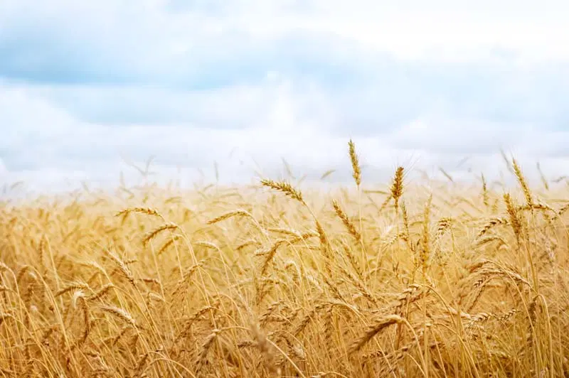۱۰ هکتار زمین کشاورزی در حسنخان