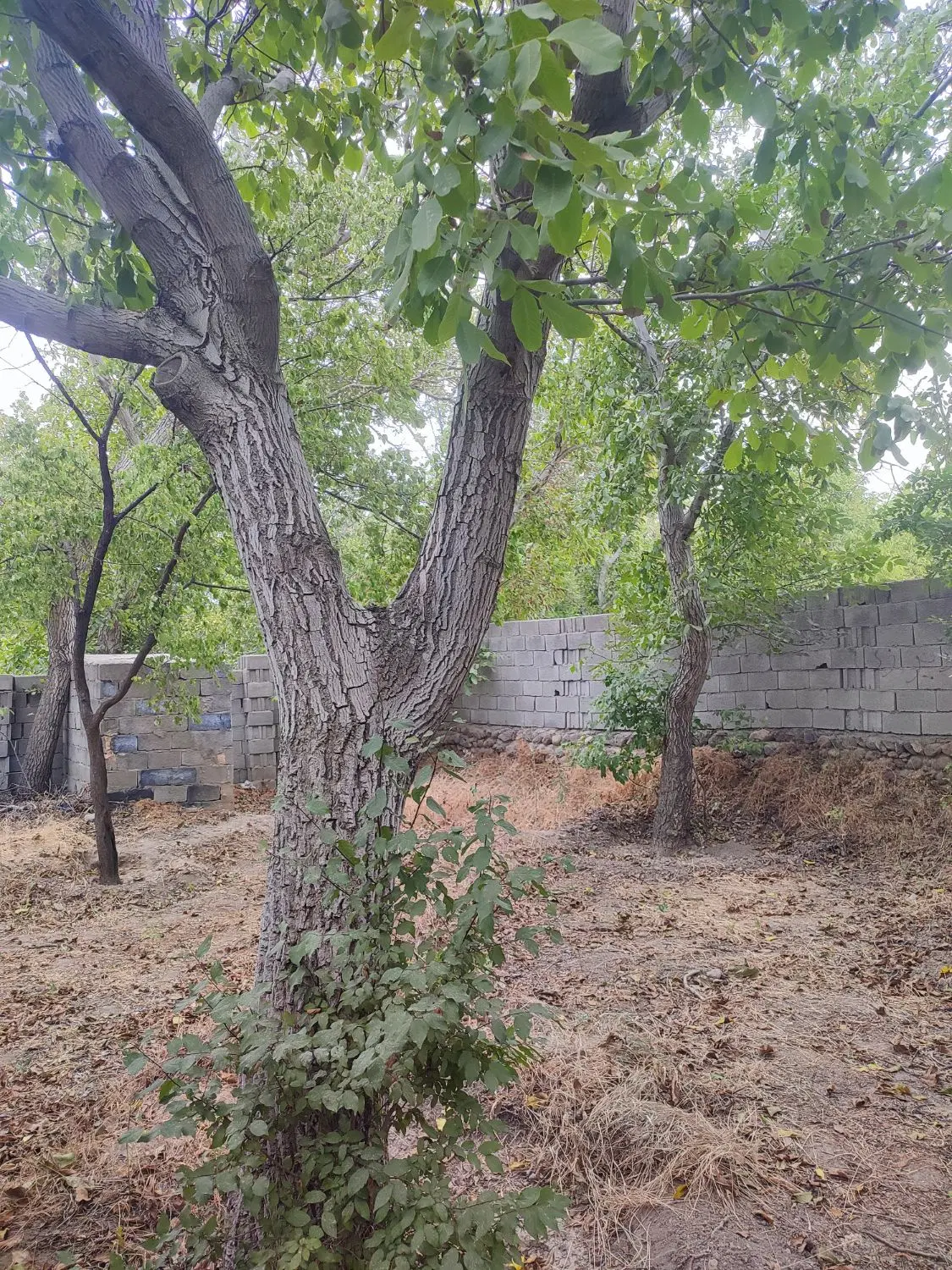 فروش باغچه در داخل شهر اسکو