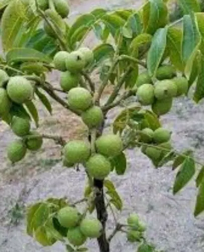 باغ فروشی درجه یک گردو در ملاباقر