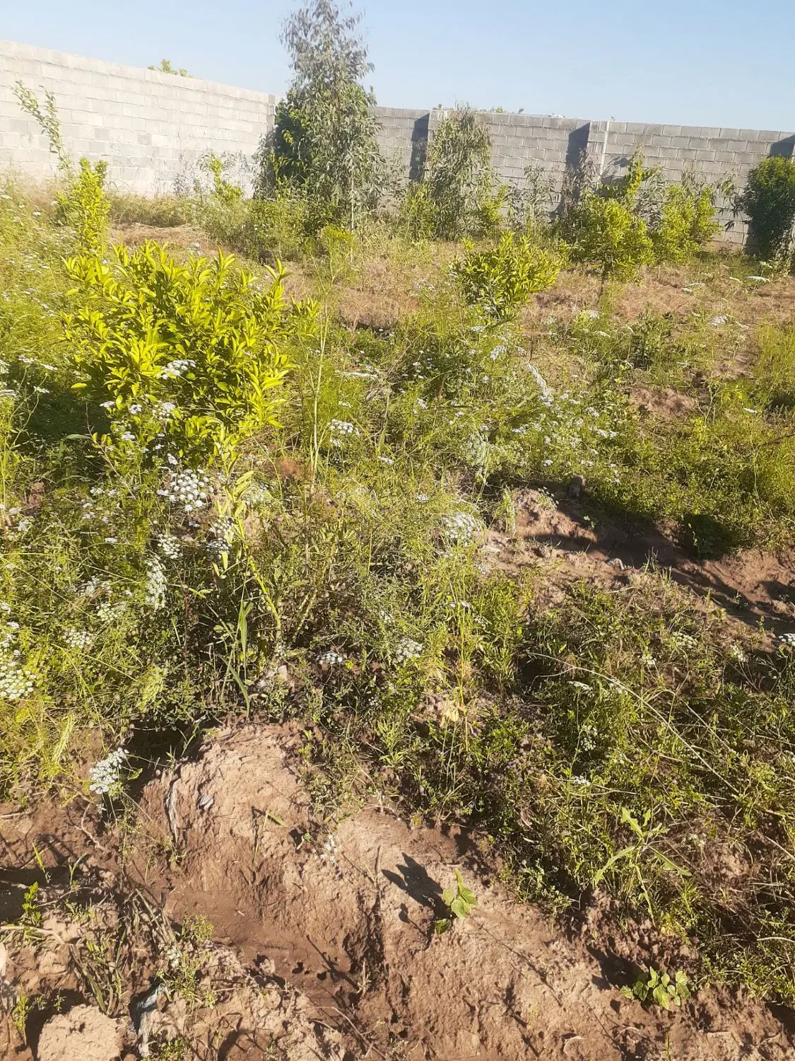 فروش باغ ویلا