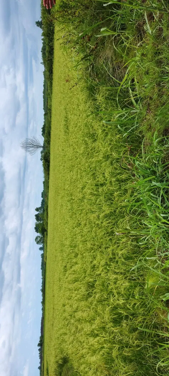 زمین زراعی سنتی