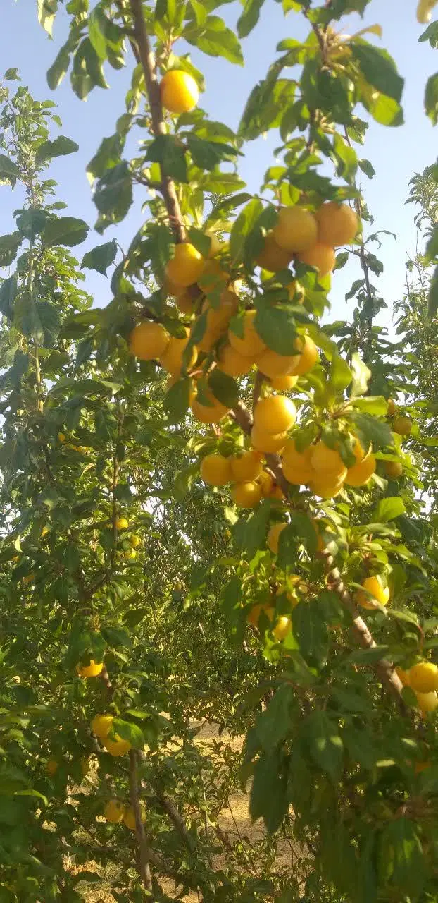 فروش ۱۲۵۰ متر زمین باغ در باغشهر شهر ساوالان زنجان