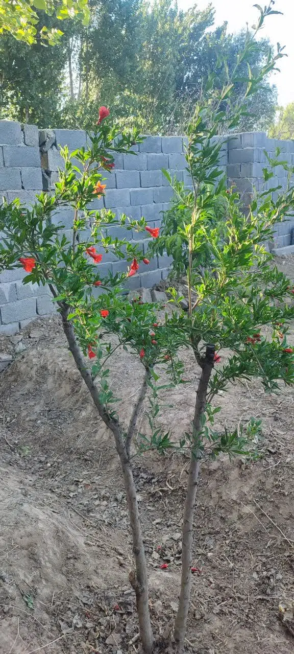 باغچه چهار دیواری