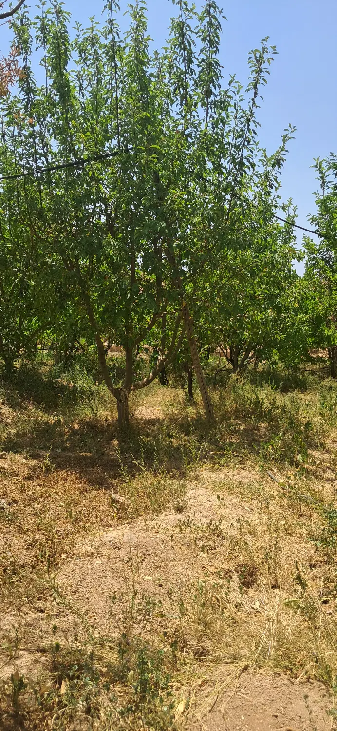 فروش باغ بارده انواع میوه