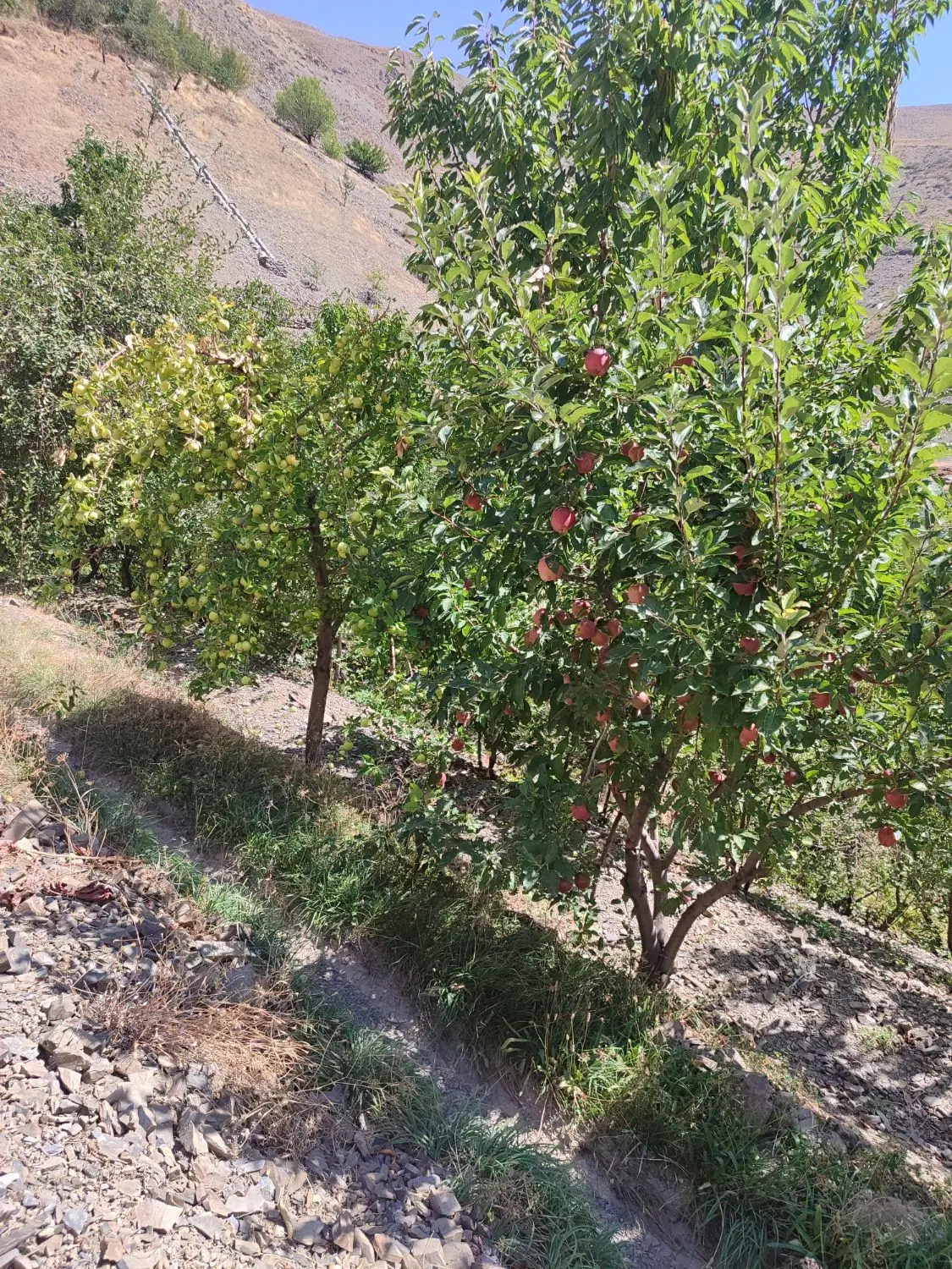 باغ فروشی