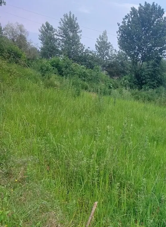 زمین510متربرای باغ