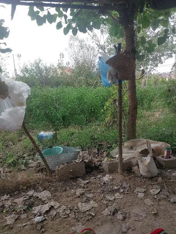 زمین باغی مسکونی