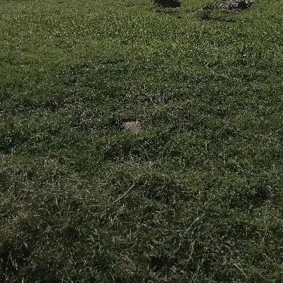 اجاره زمین برای کاشت سیر
