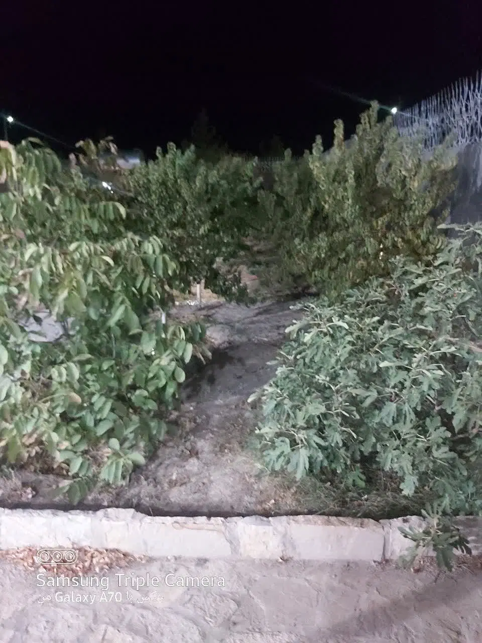 باغ مجتمع باران شرکت برق کاهو