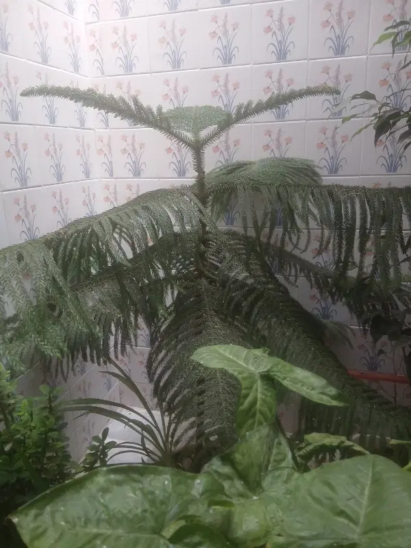 باغ ویلا گاوخانه(احتشامیه)