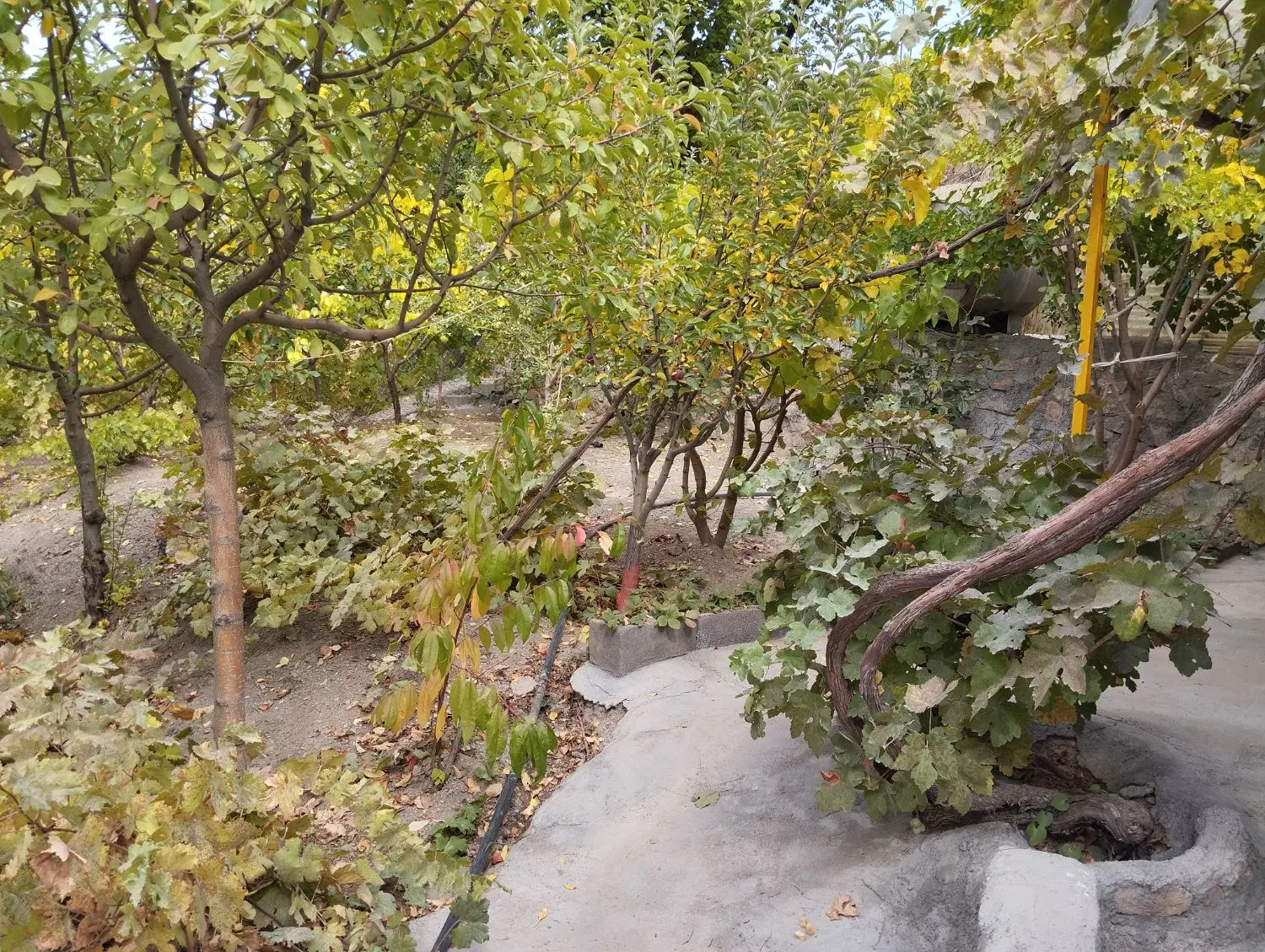 خانه باغ فروشی