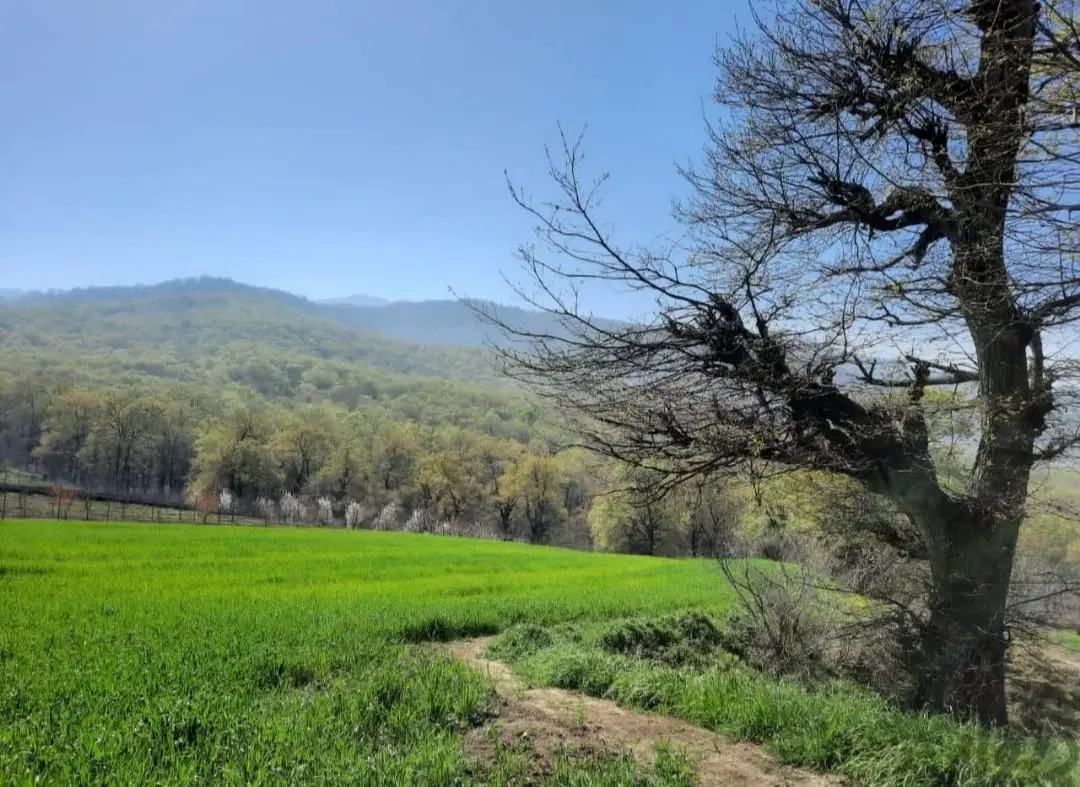 شموشک‌ بالا دور آبندان