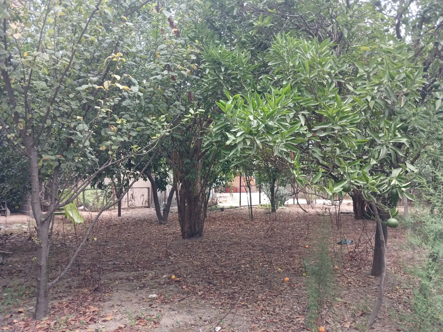 زمین برای ساخت ویلا