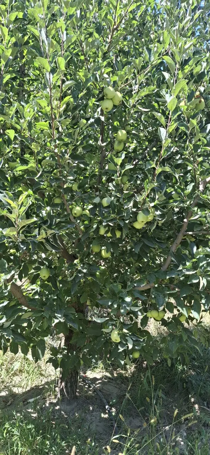 اجاره باغ سیب و گلابی
