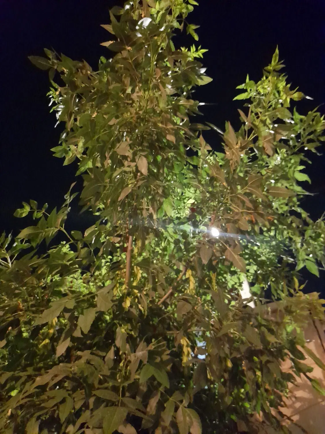 باغ