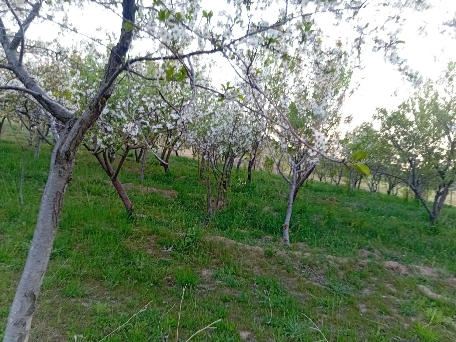 مزرعه خوش آب و هوا