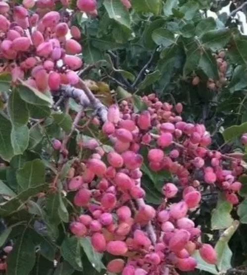 باغ پسته در منطقه یکانات