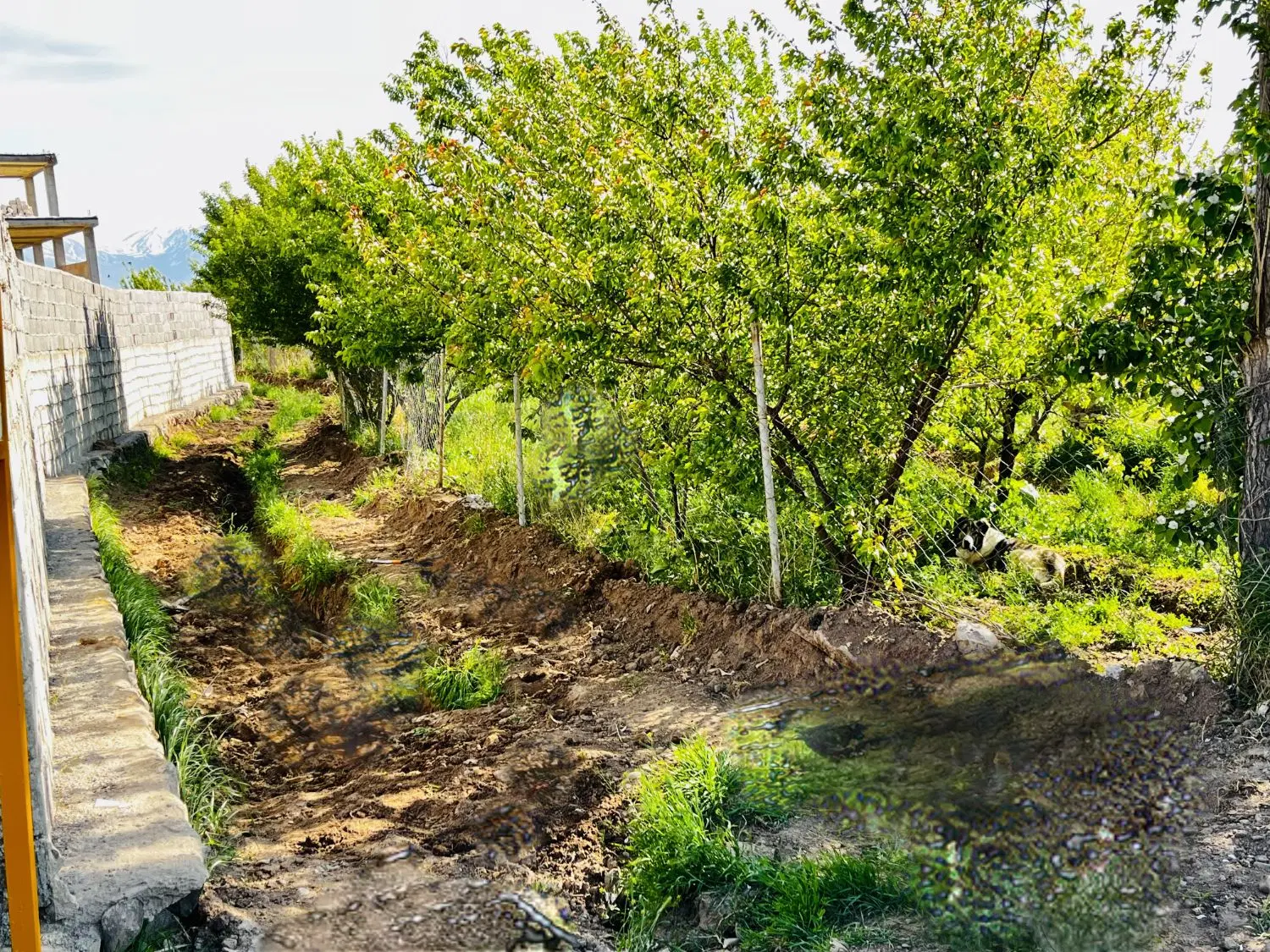 خانه باغ به متراژ (دلخواه)
