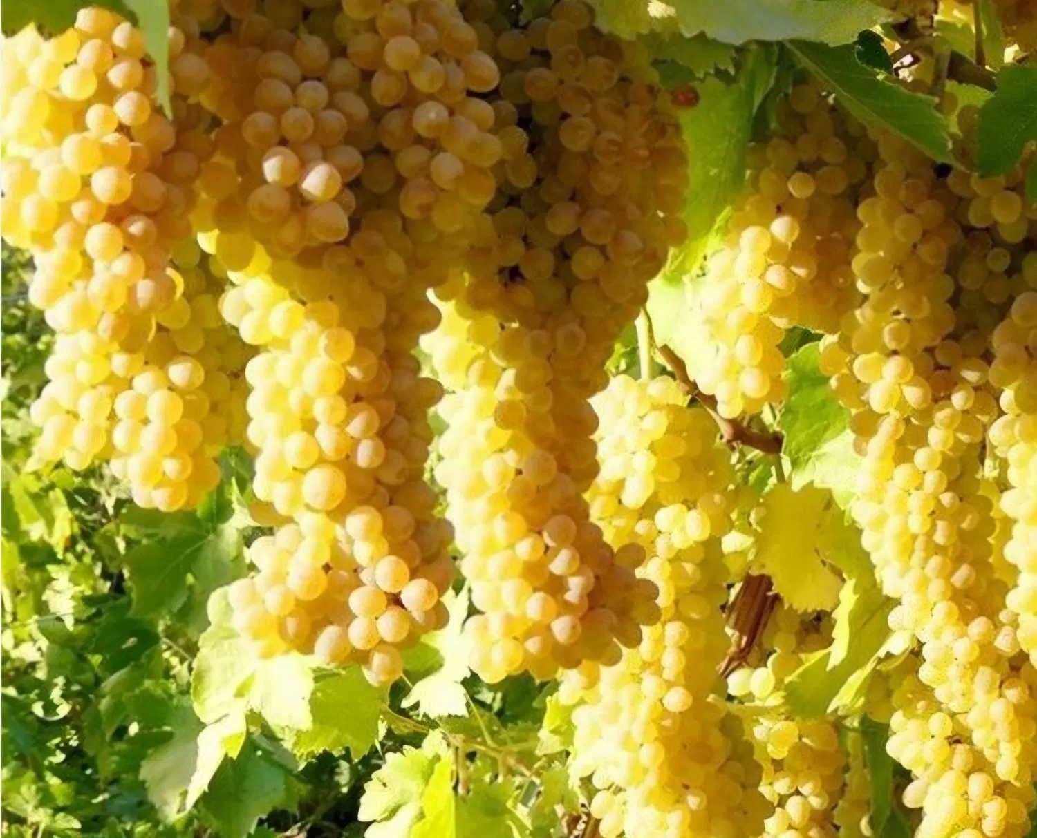 باغ انگور افسریه