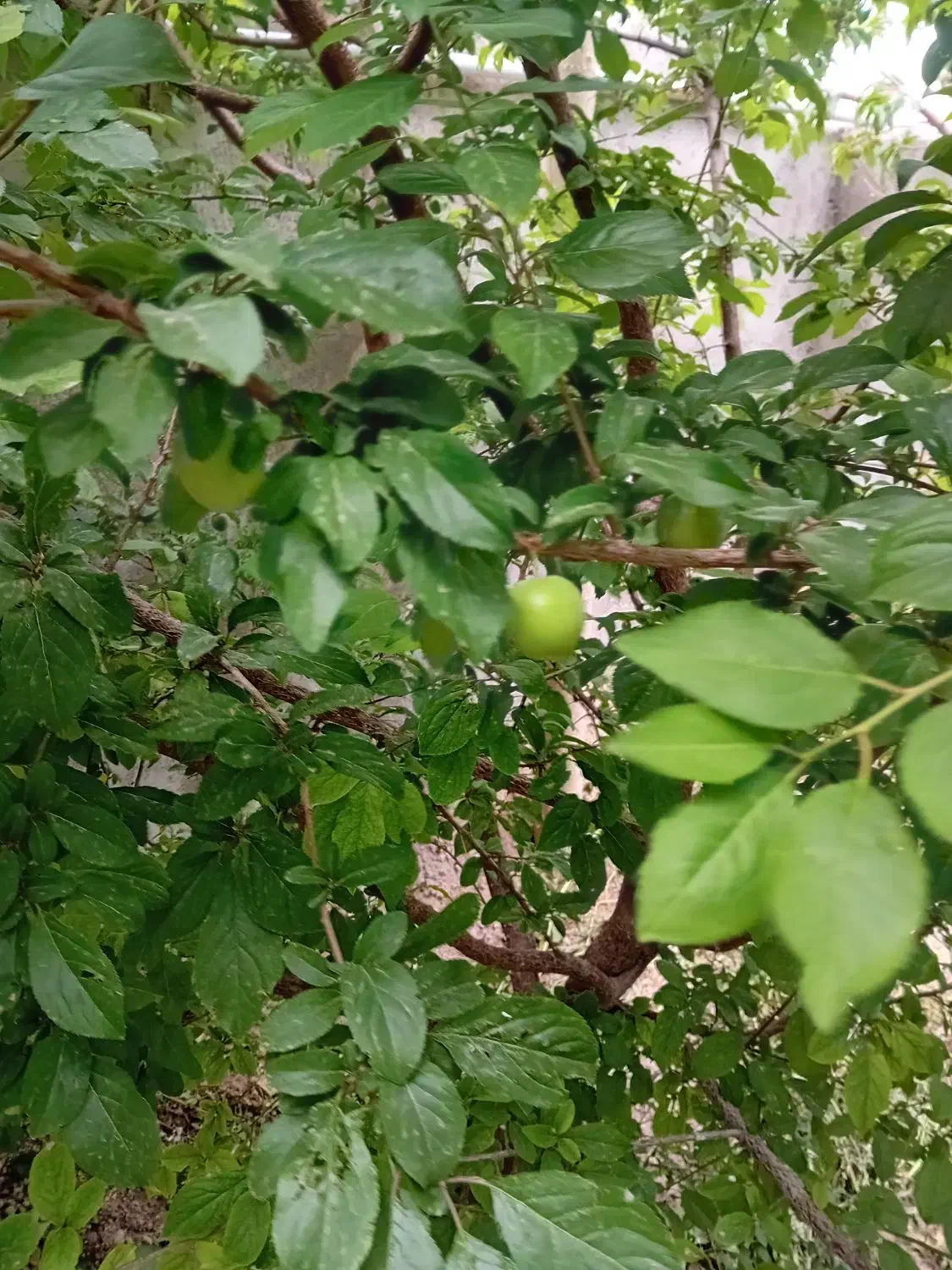 خانه‌ویلایی‌دهبکری