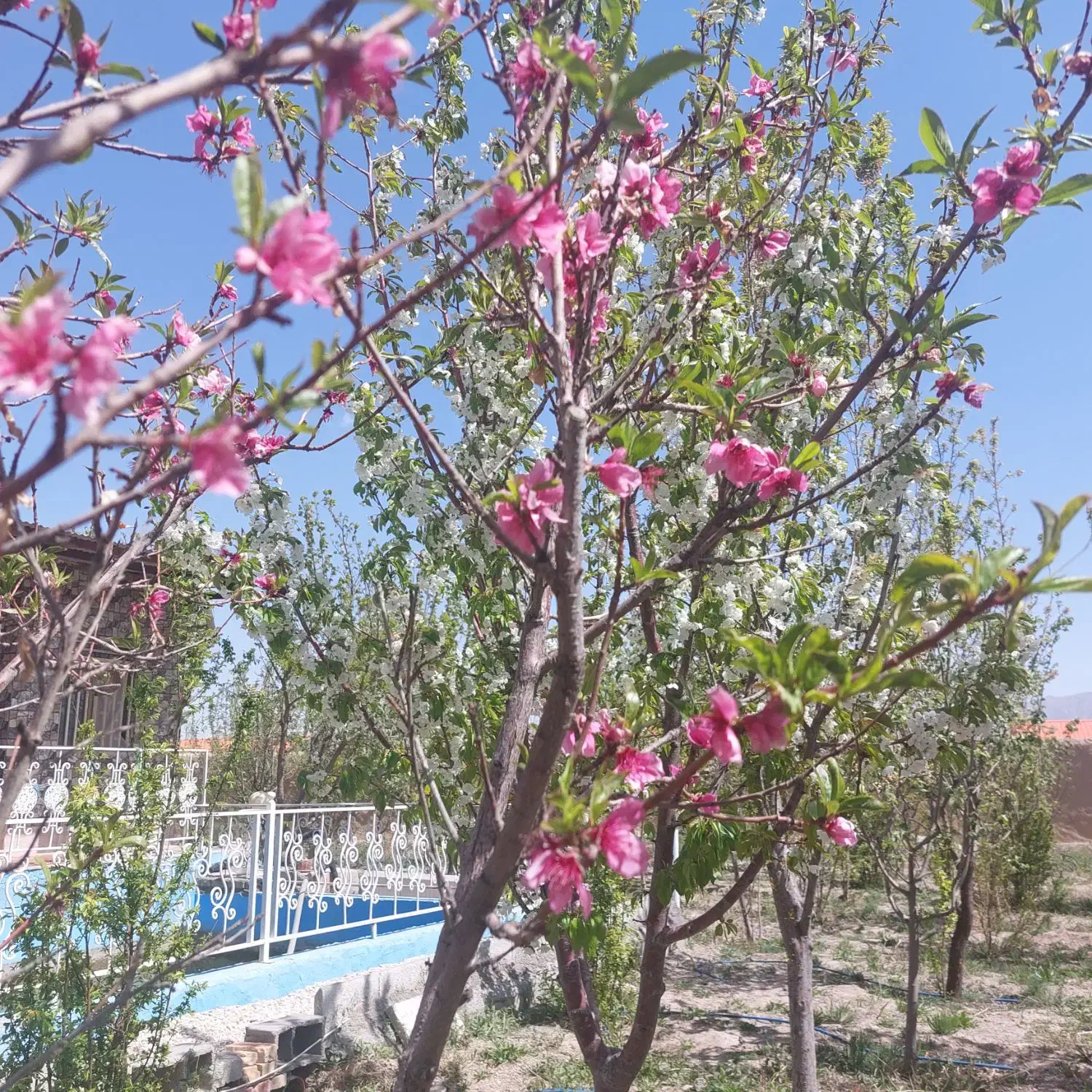 باغ ویلا فلاورجان اشترجان