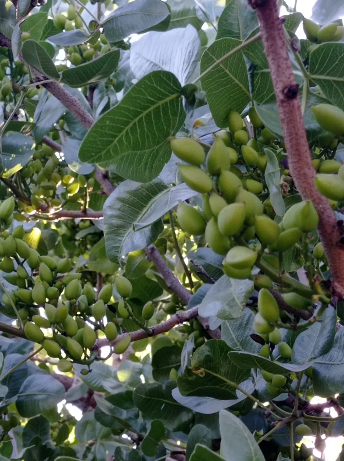 فروش باغ پسته و انگور بالای بیست سال