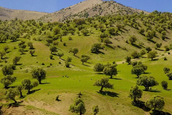 زمین مسکونی سرطاف