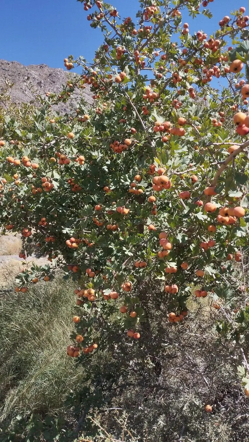 باغ فروشی با اب