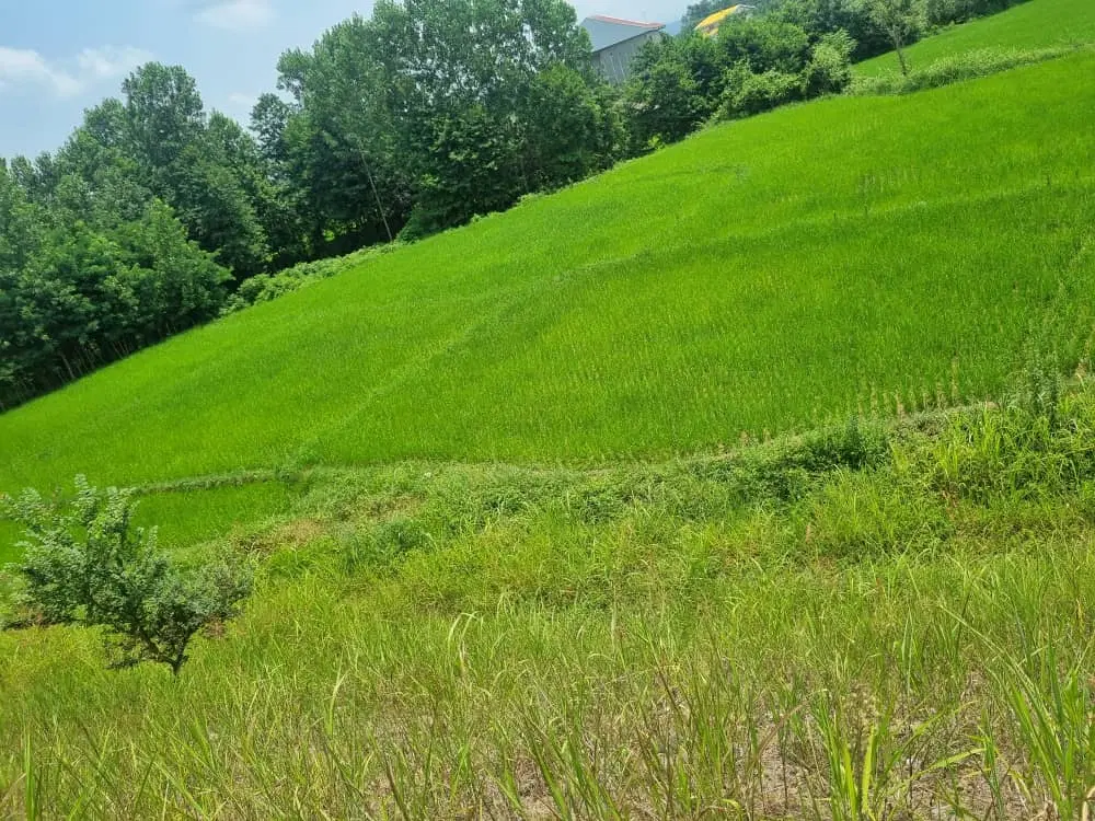 فروش زمین کشاورزی
