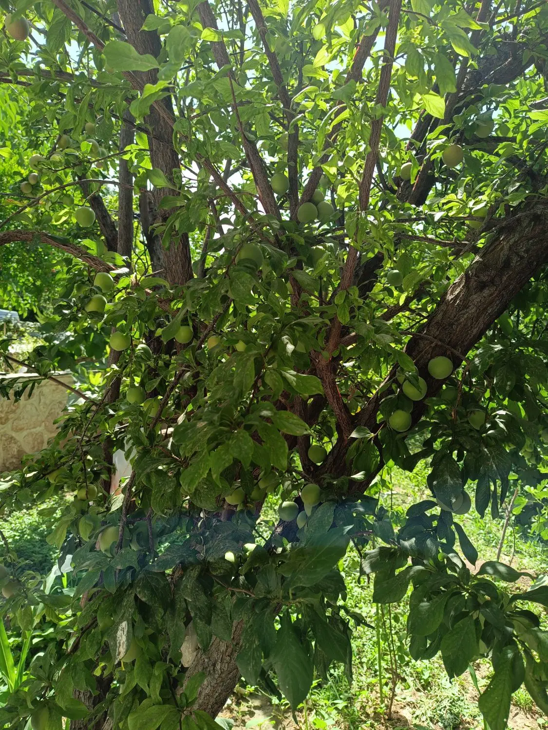 فروش زمین مشاعی کشاورزی