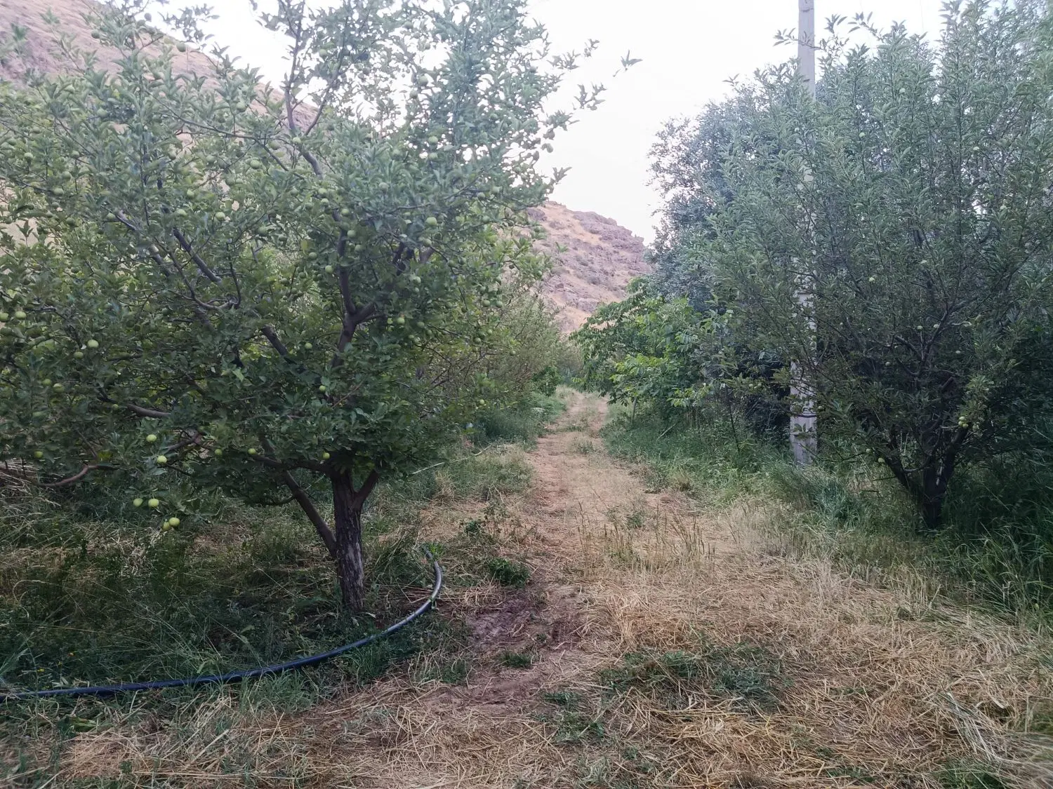 باغ سیب و گردو