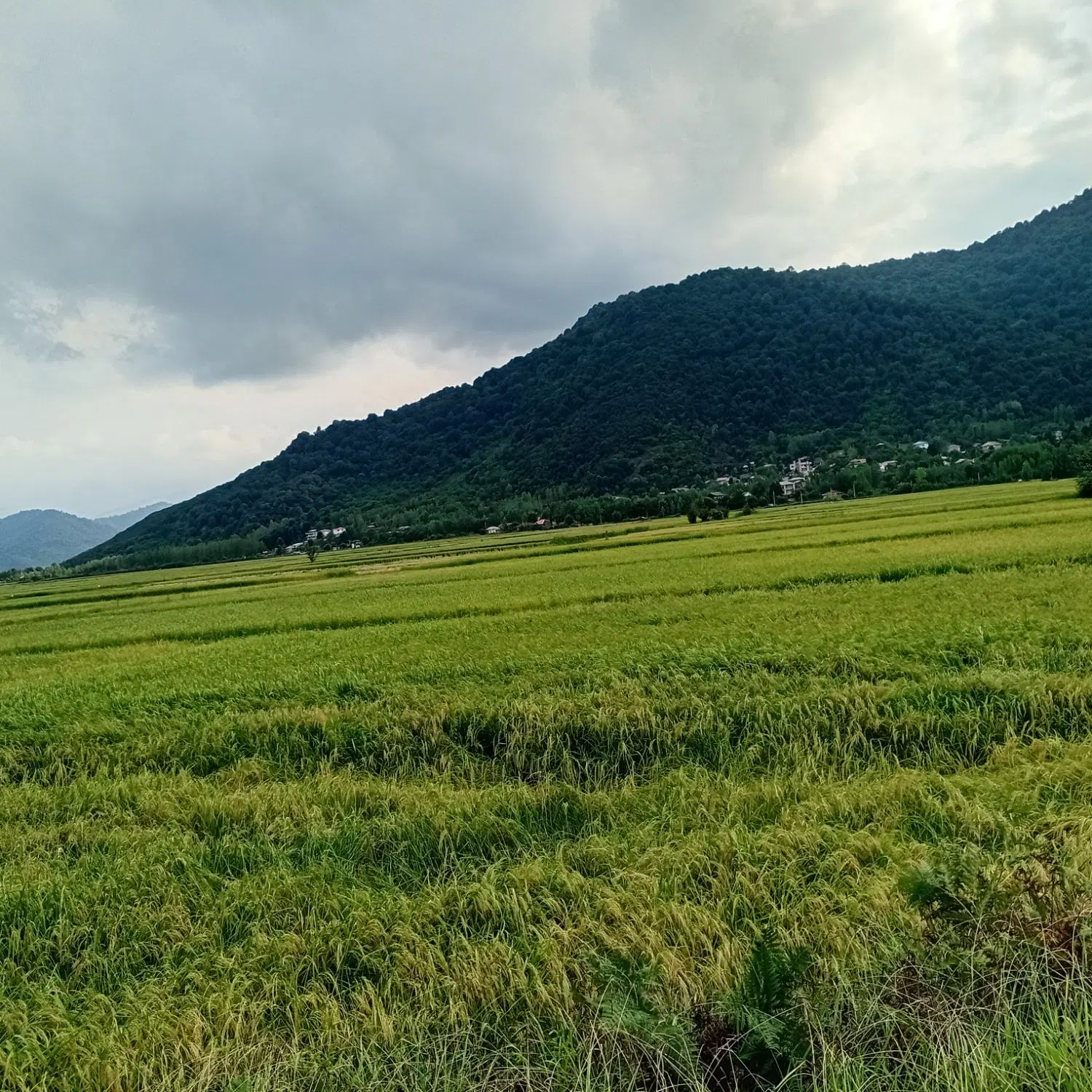 ویلادردل طبیعت ماسال جاده ماسال روستای تنیان