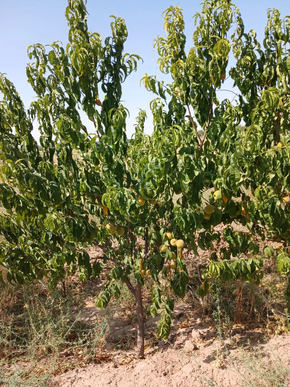 فروش باغ