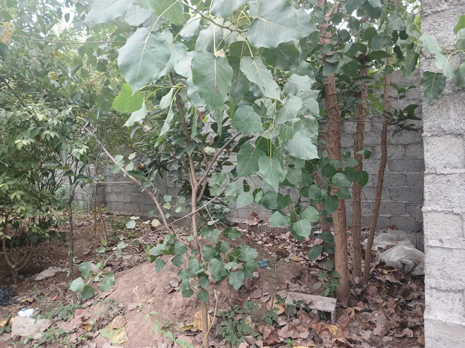 فروش زمین