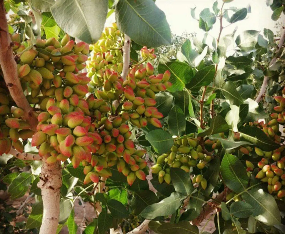باغ پسته