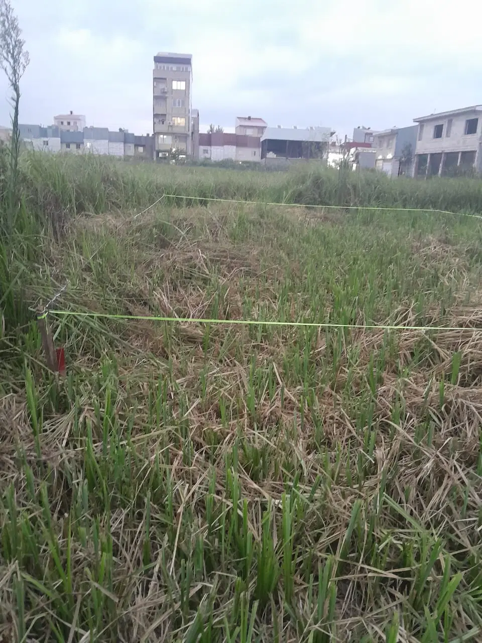 زمین  70متری  ابتدای گلها