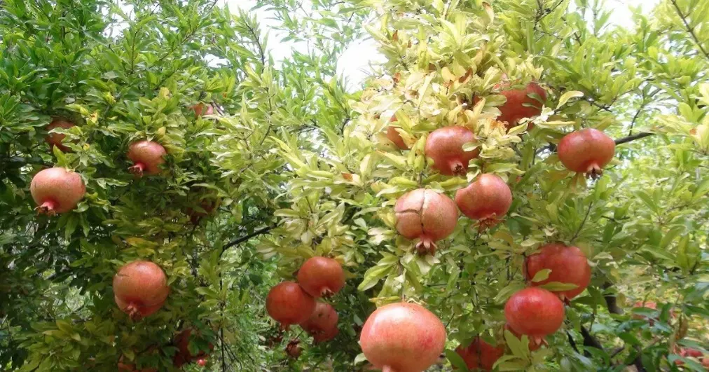 اجاره باغ انار محدوده تیران نجف اباد
