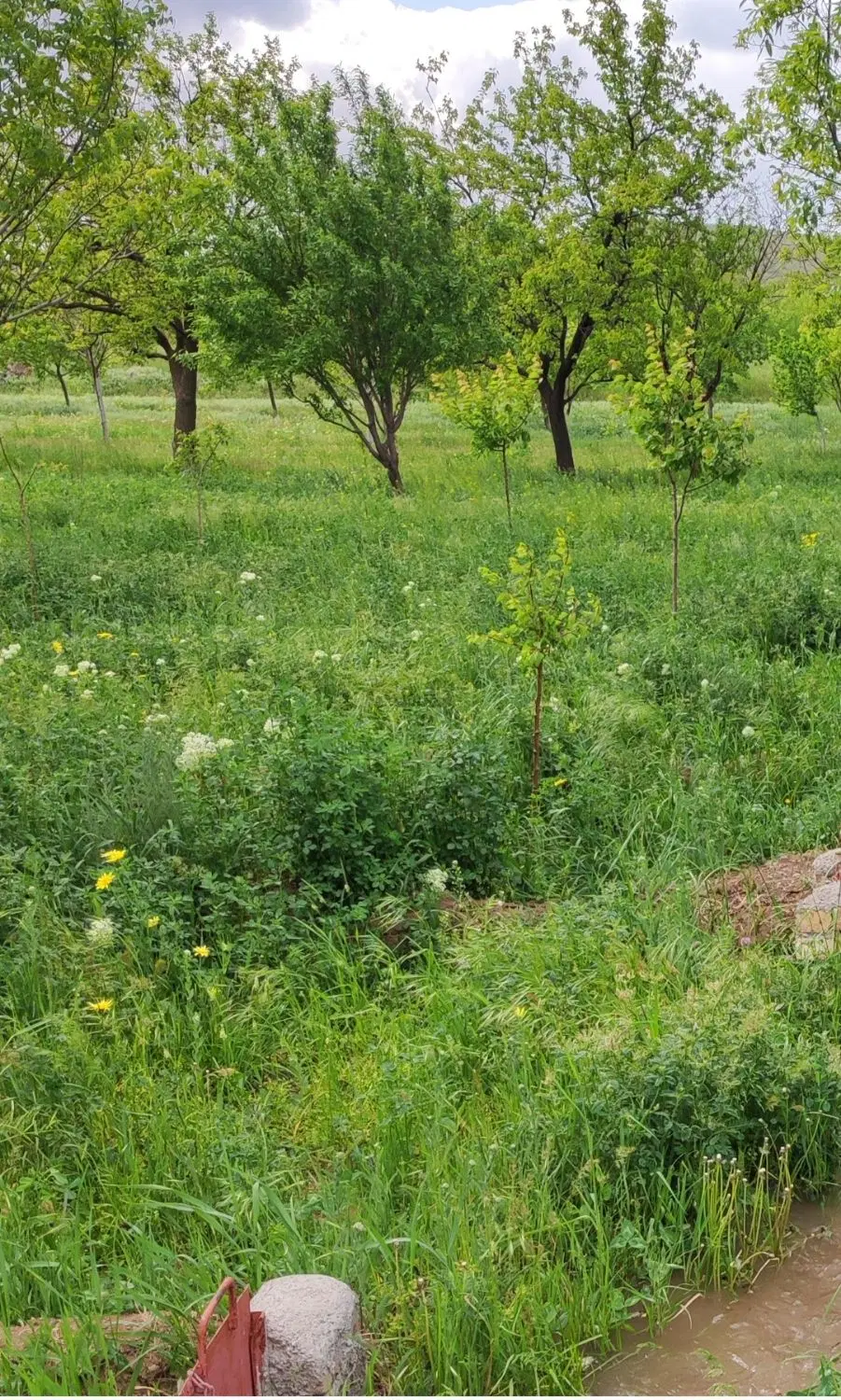 فروش باغ در روستای انامق