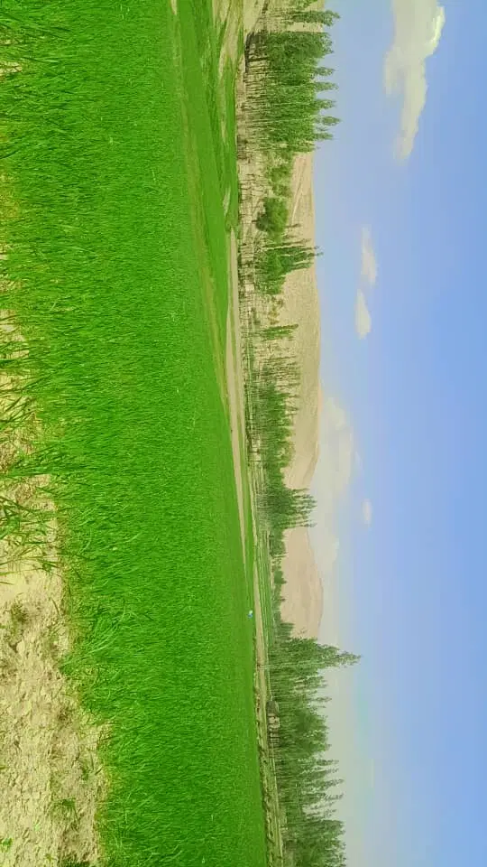 زمین تیپ